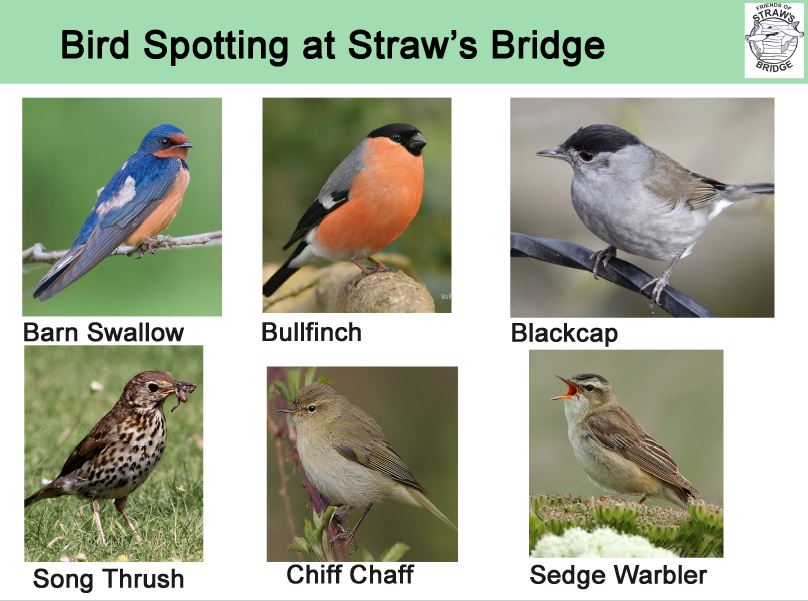 bird spotting sheet